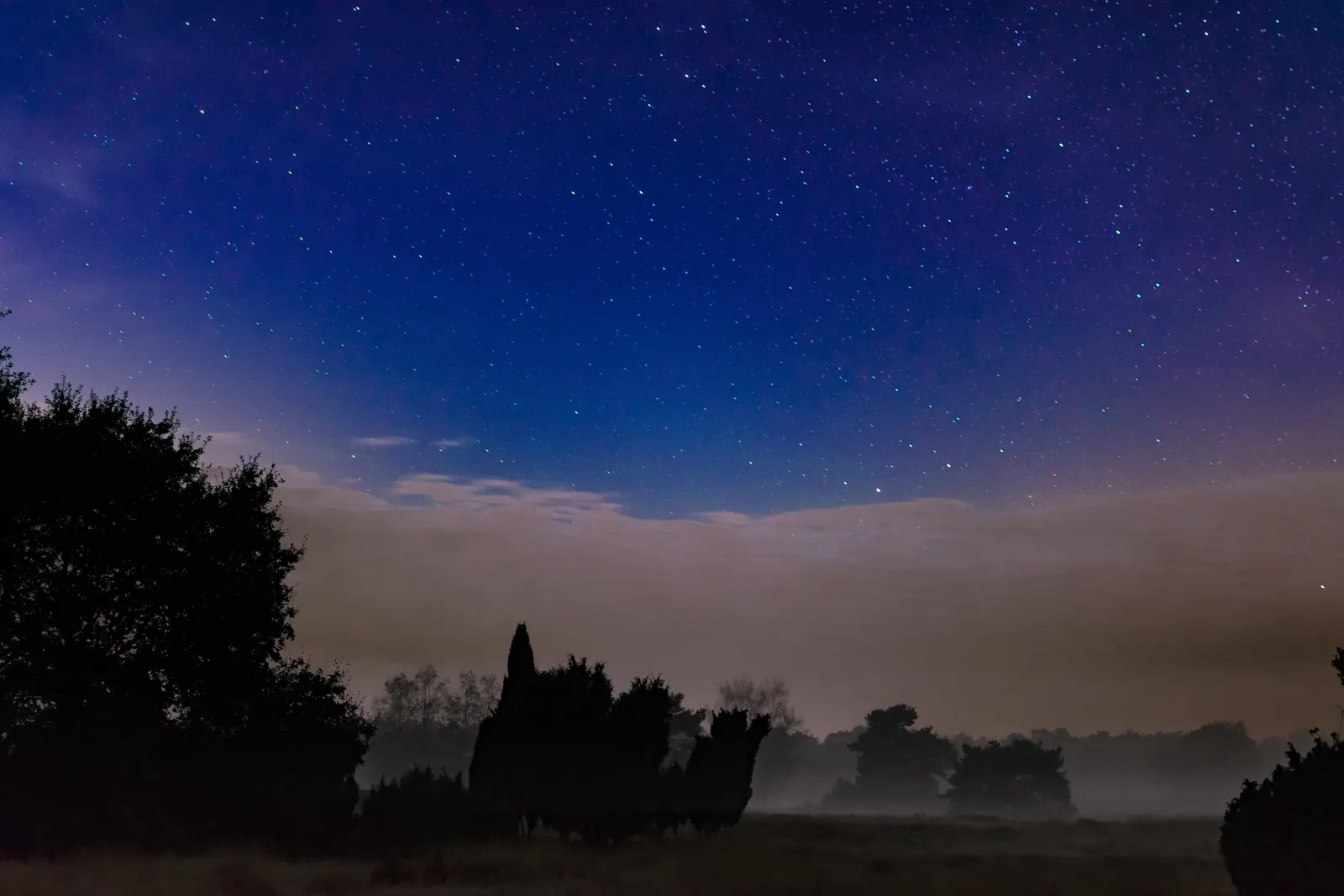 Heidelandschaft mit Wacholder und Bodennebel unter dem Sternenhimmel